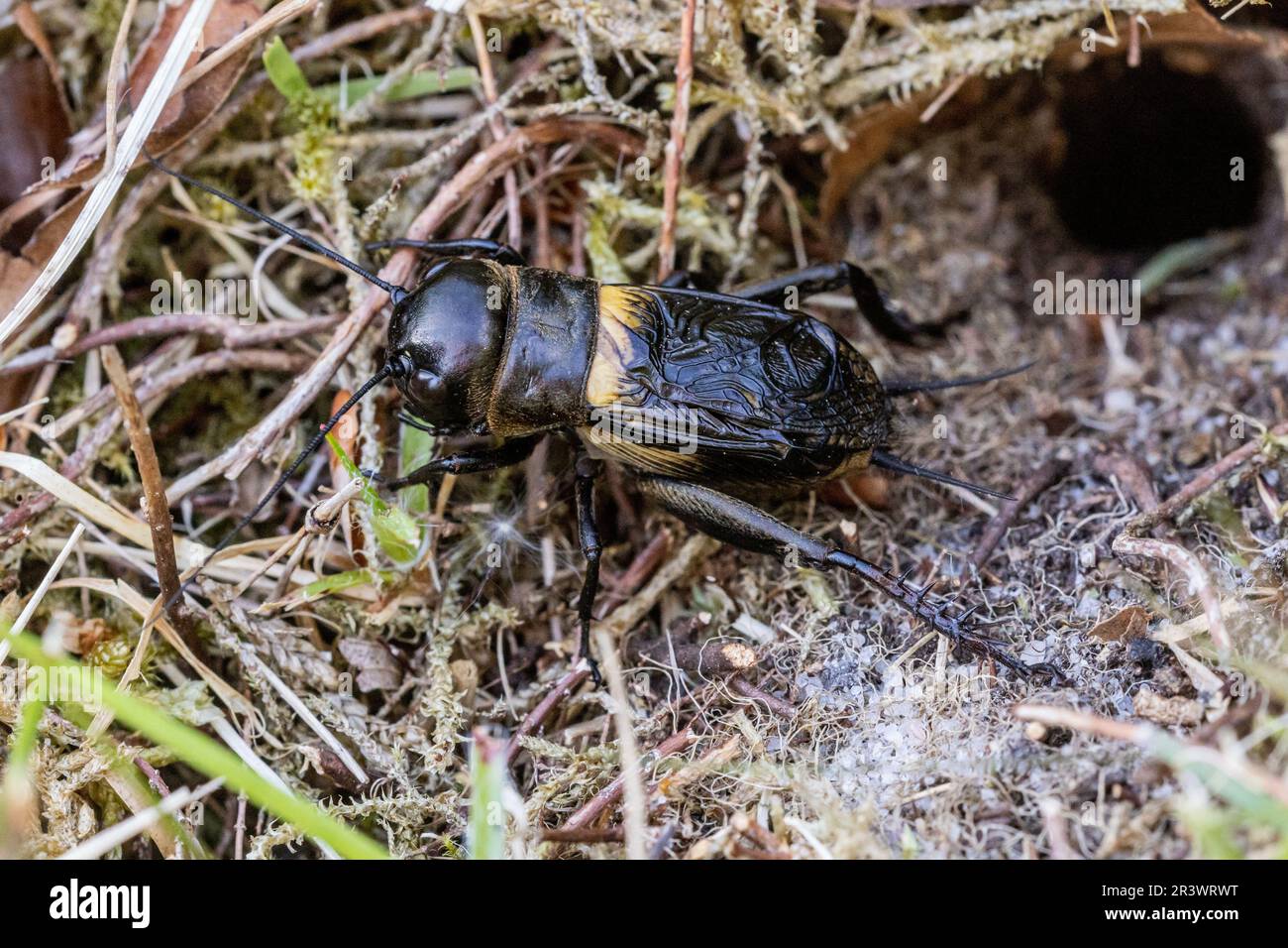 Field Cricket (Gryllus campestris, Gryllidae) at the entrance to its burrow. Lord's Piece, Coates Common, Sussex, May 2023 Stock Photo