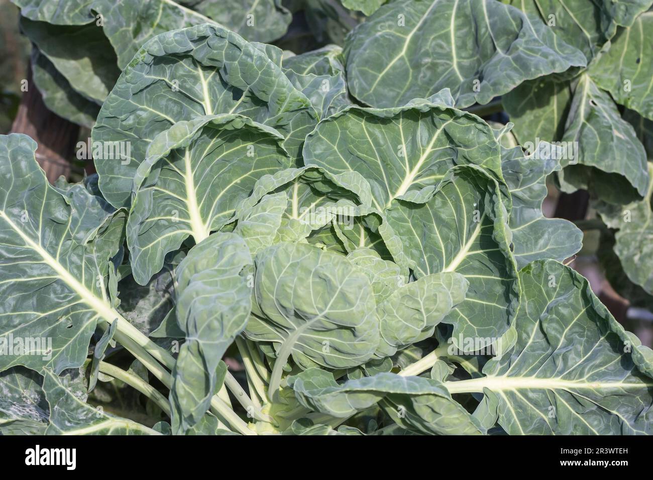 Brassica oleracea, var. gemmifera, known as Brussels sprout Stock Photo