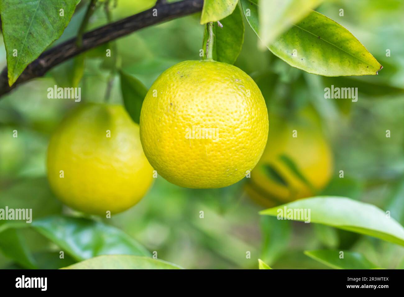 Citrus aurantium, cross between mandarin and grapefruit Stock Photo