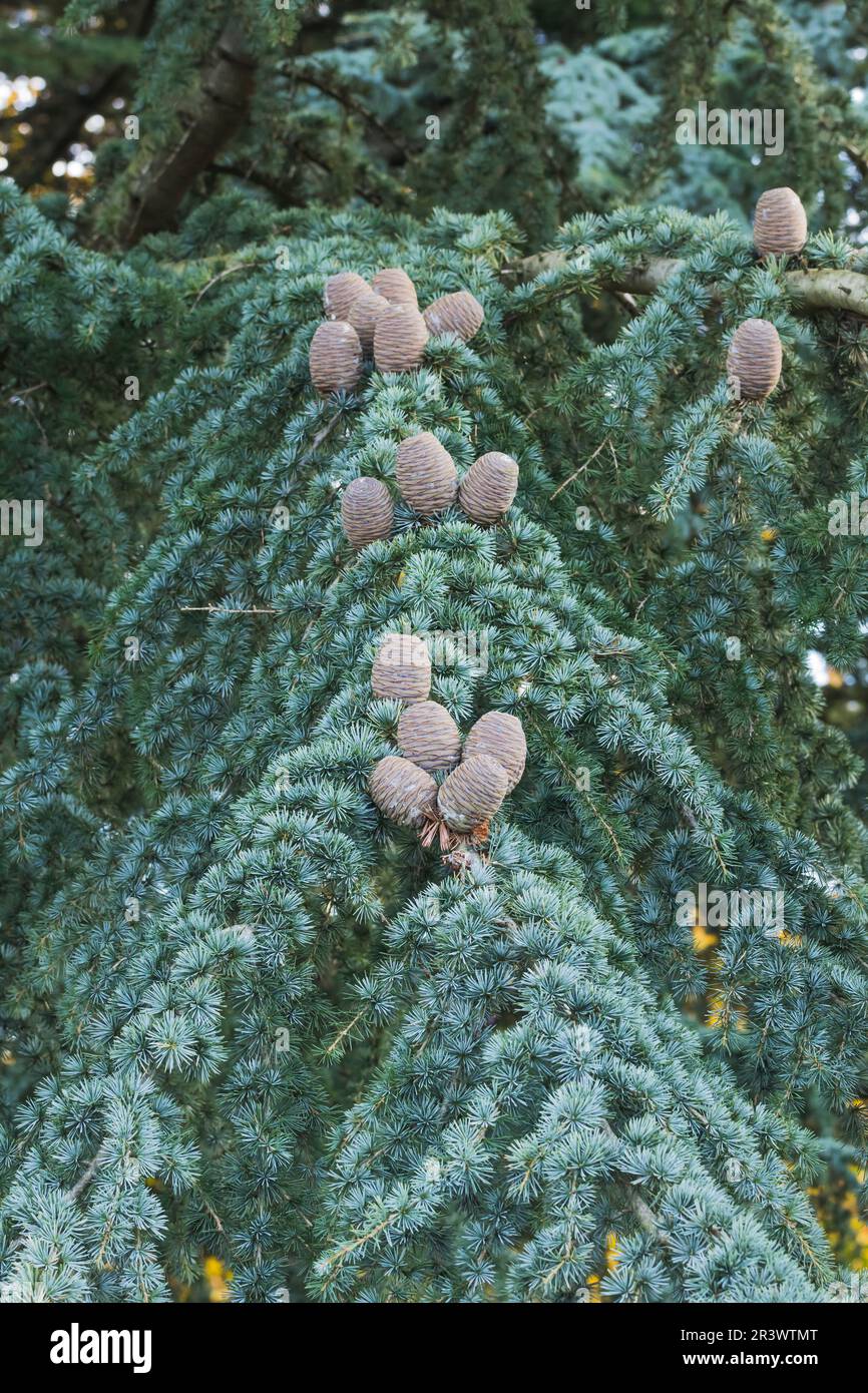 Cedrus atlantica, commonly known as the Cedar, Atlantic cedar, Atlas ...