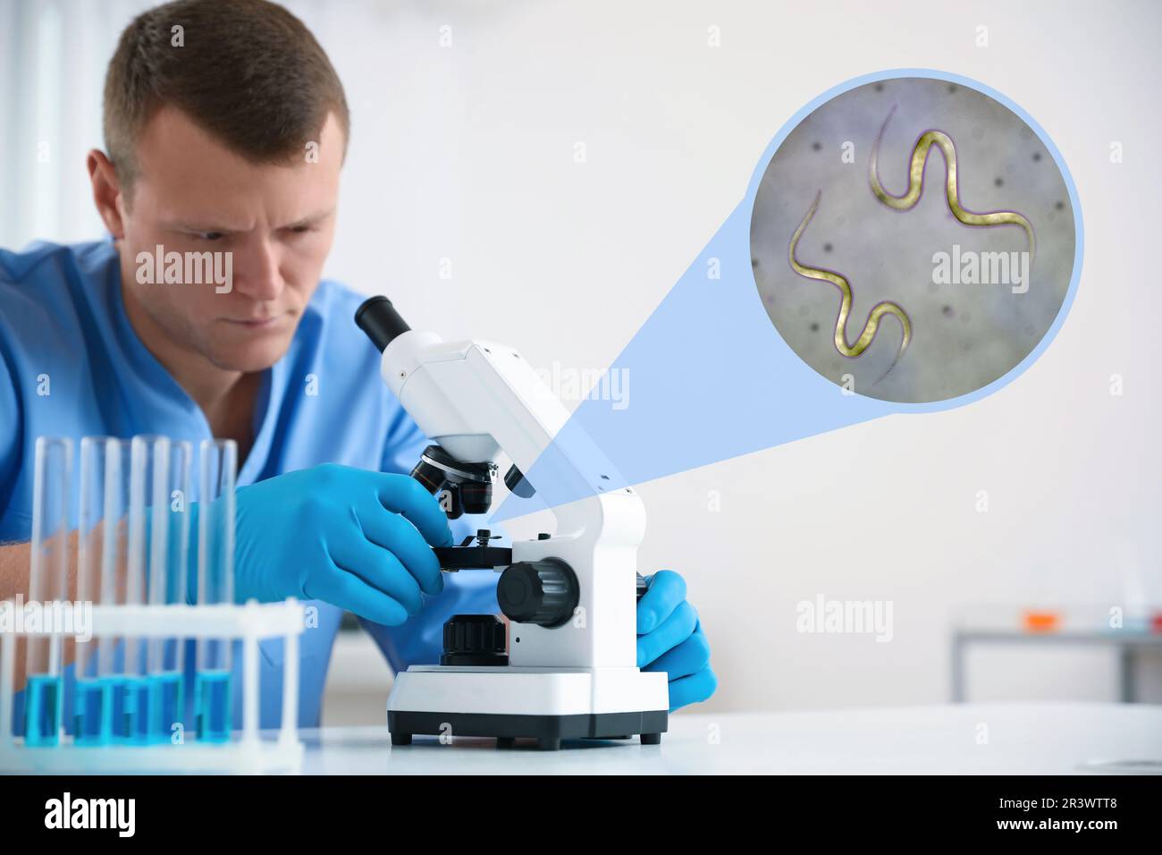 Laboratory worker using modern microscope to examine helminths indoors. Zoomed view on parasitic worms Stock Photo