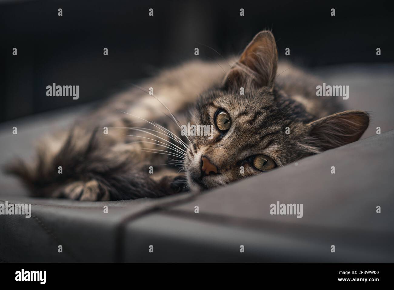 cute cat lying down Stock Photo