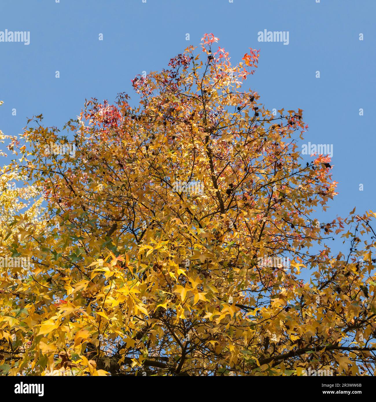 Liquidambar styraciflua, Amerikanischer Amberbaum, Seesternbaum im