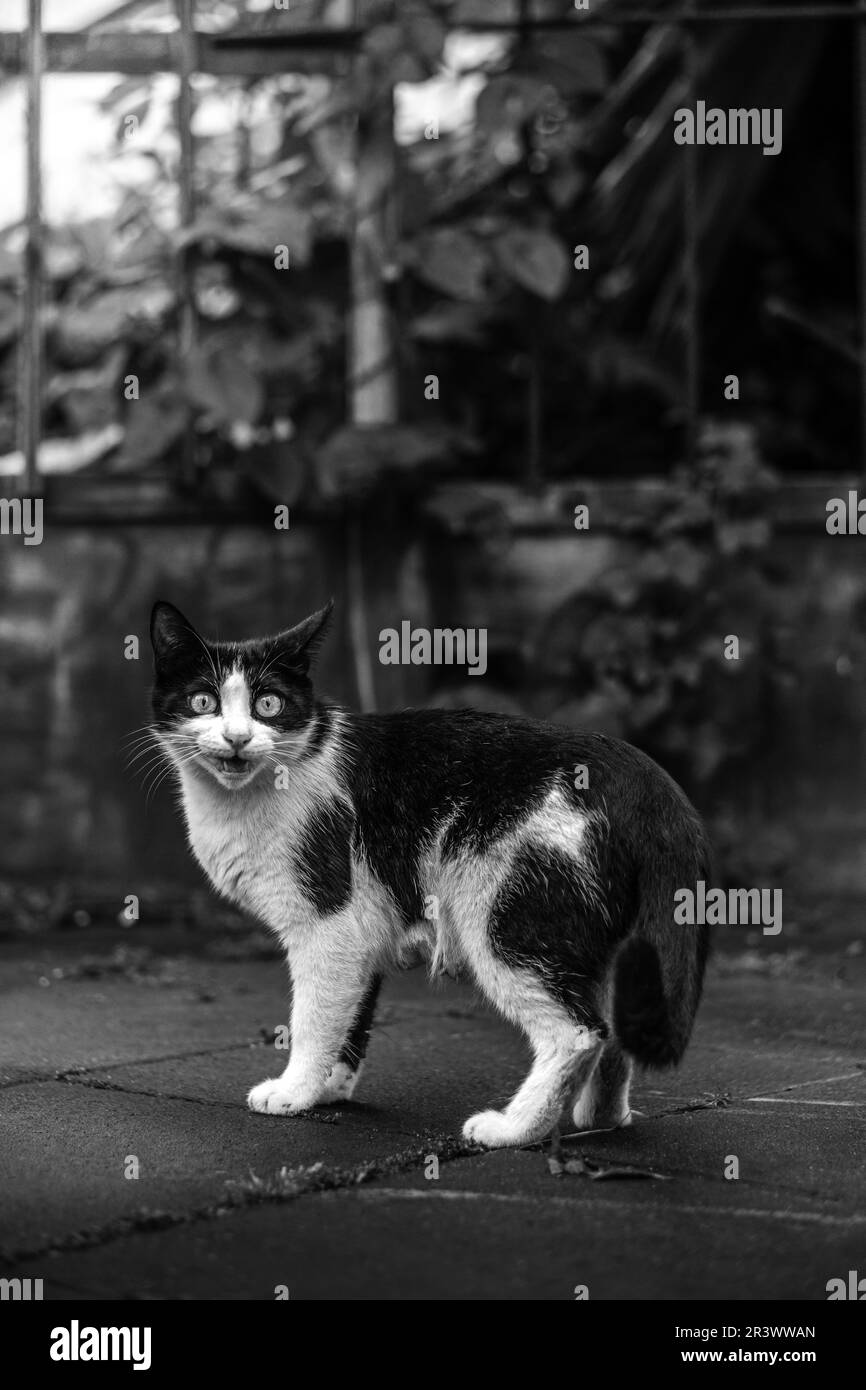 cute street cat looking at the camera black and white Stock Photo - Alamy