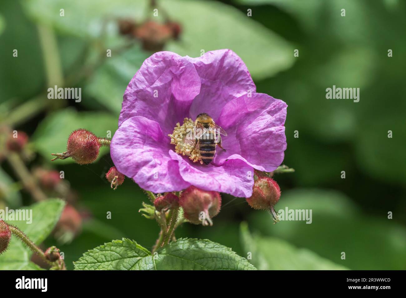 Rubus flowering in spring hi-res stock photography and images - Alamy