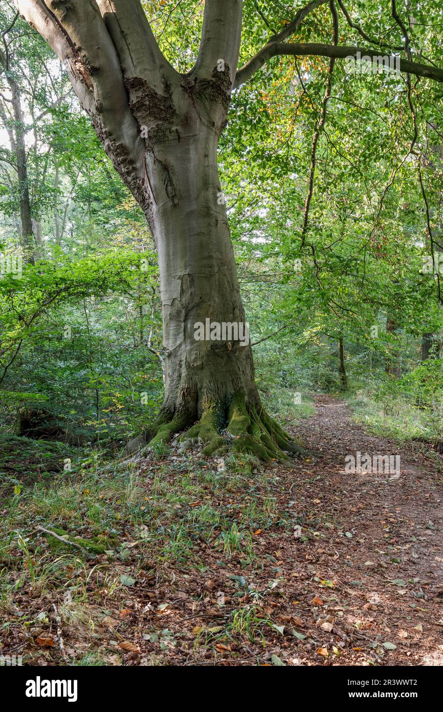 Vertical shot deciduous trees hi-res stock photography and images - Alamy