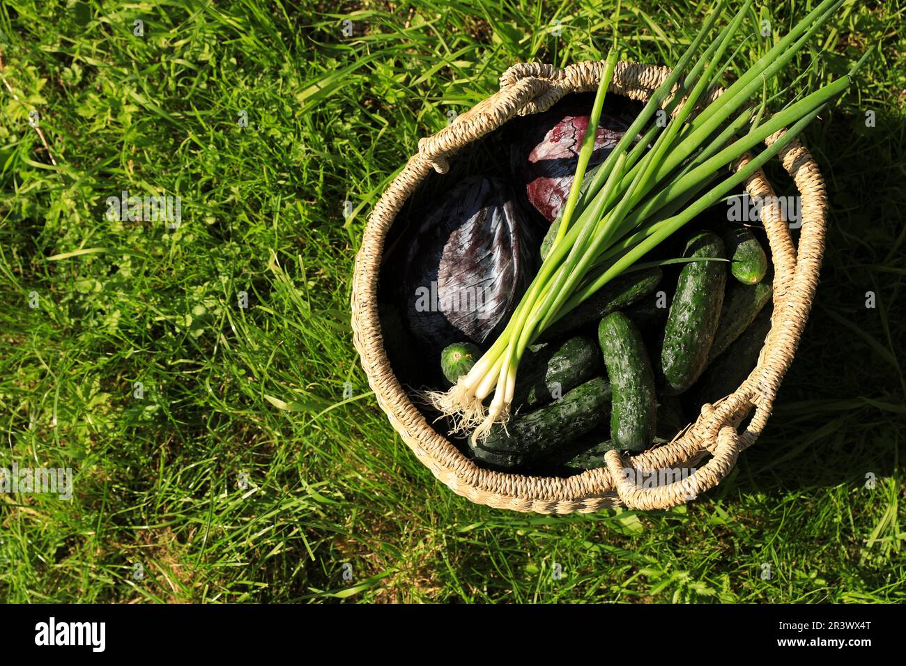 Tasty vegetables in wicker basket on green grass, top view. Space for ...