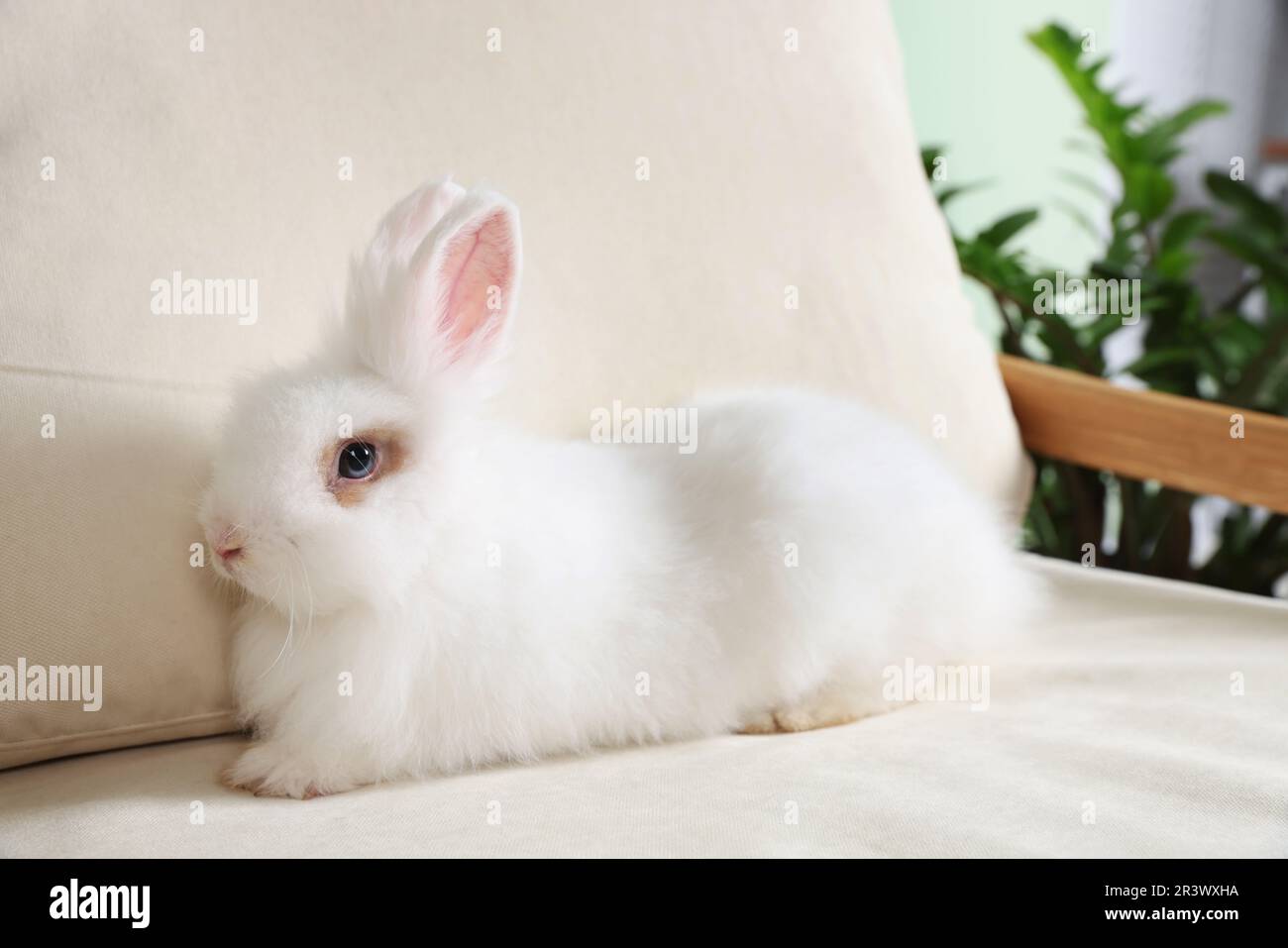 Fluffy white rabbit on sofa indoors. Cute pet Stock Photo - Alamy