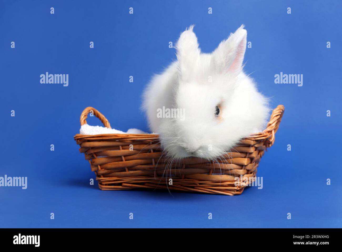 Fluffy white rabbit in wicker basket on blue background. Cute pet Stock ...