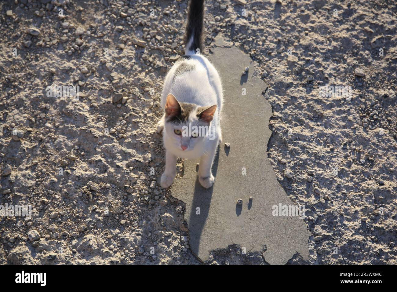 Cute black and white cat on asphalt outdoors. Stray animal Stock Photo ...