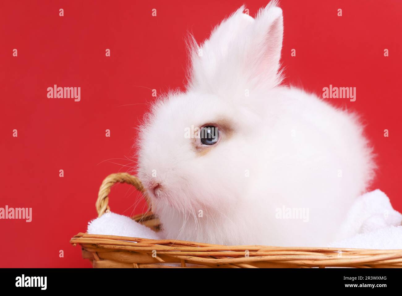 Fluffy white rabbit in wicker basket on red background, closeup. Cute ...