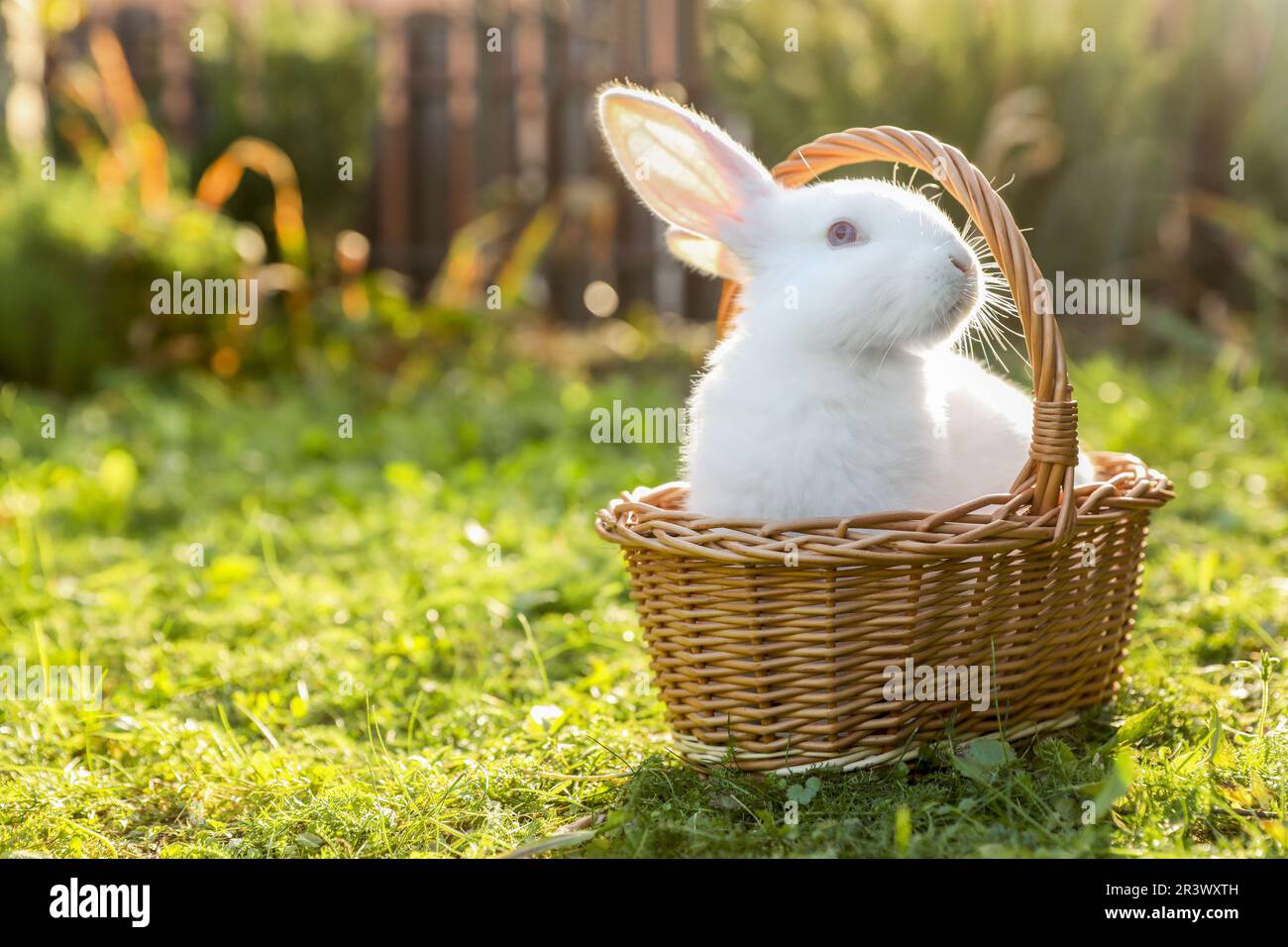 Cute fluffy rabbit in wicker basket on green grass outdoors. Space for ...
