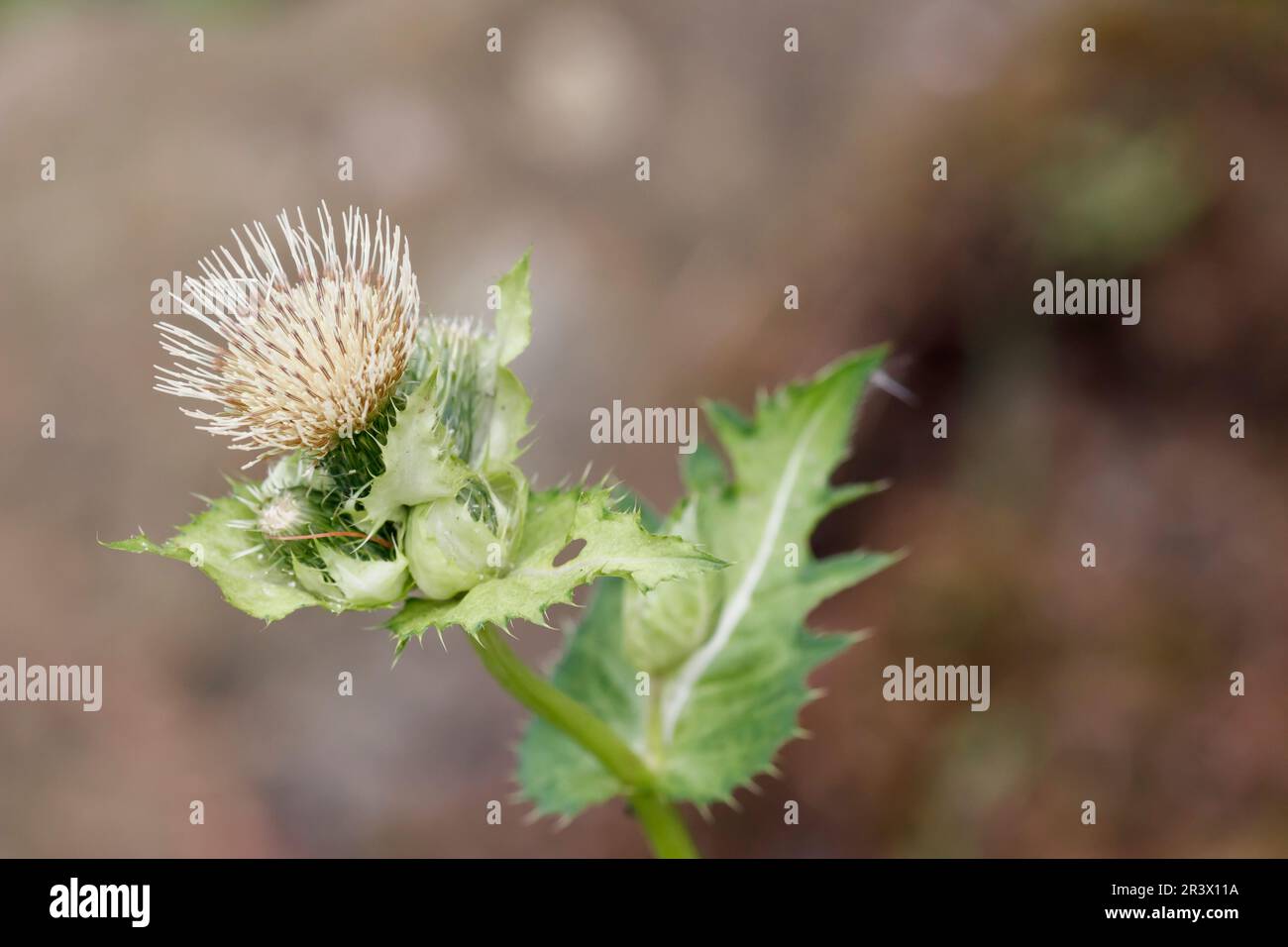 Cirsium oleraceum, known as Cabbage thistle, Meadow distaff, Water thistle Stock Photo