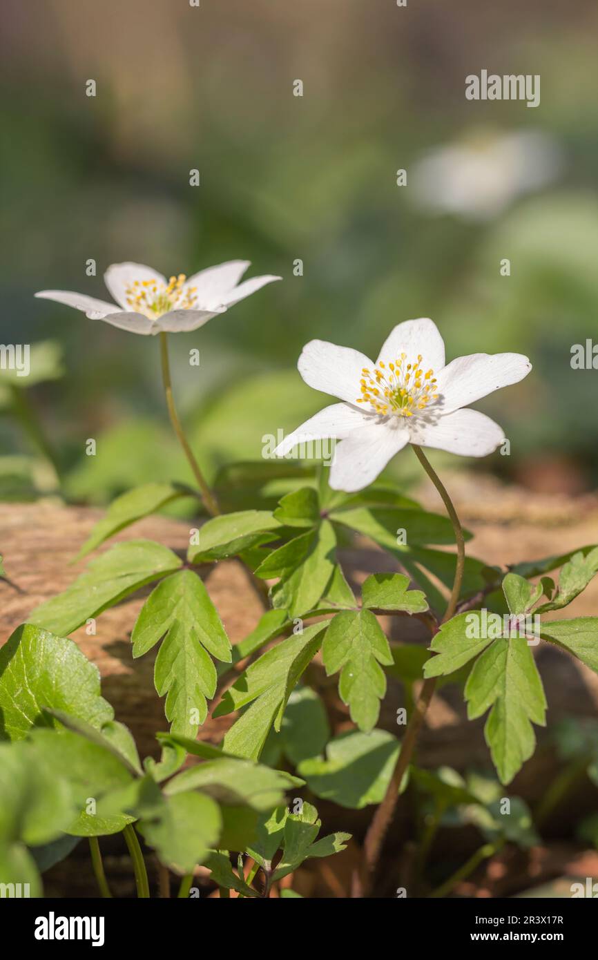 Anemone nemorosa, known as Smell fox, Helmet flower, Thimbleweet, Windflower, European wood anemone Stock Photo