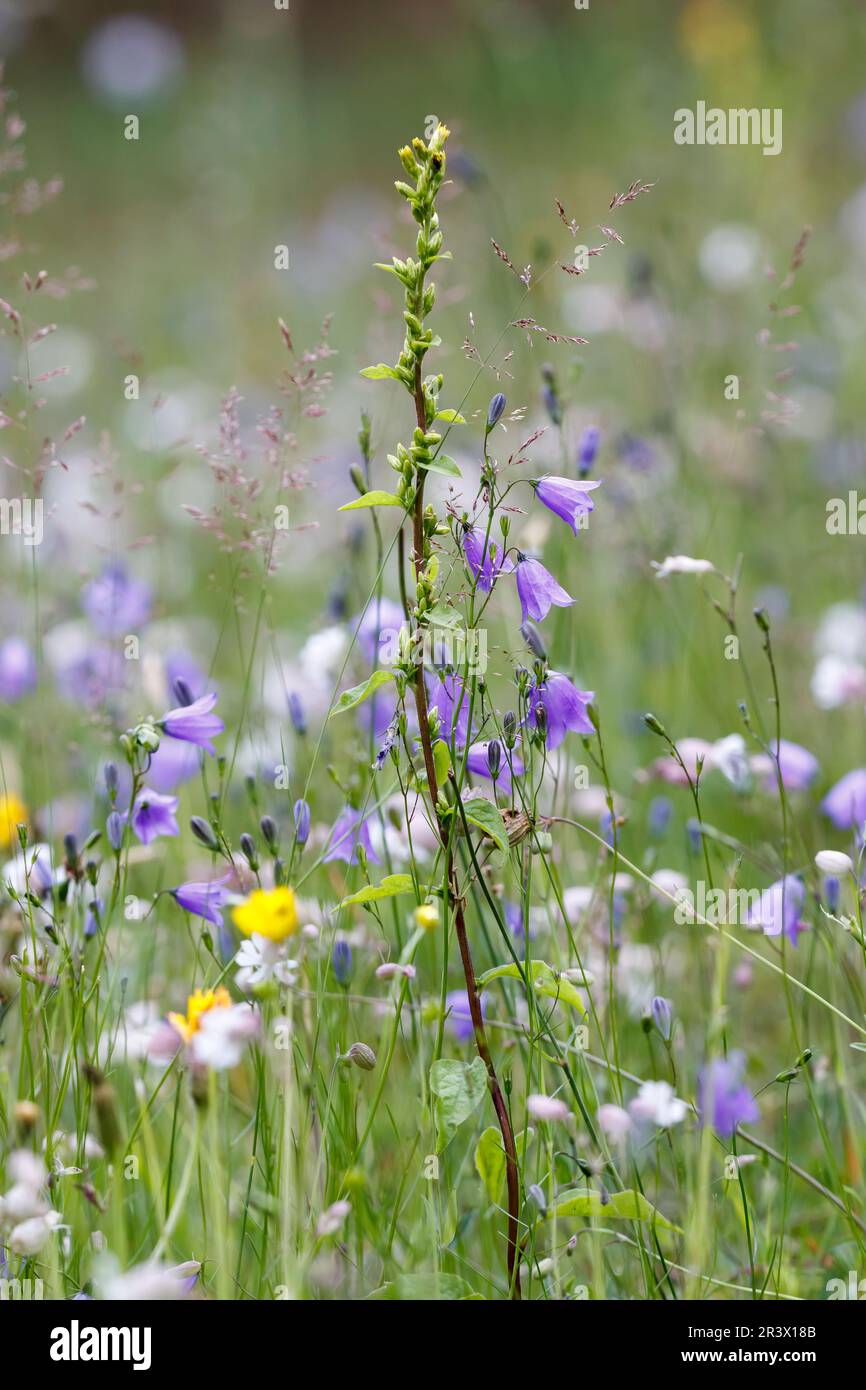 Campanula rotundifolia, subsp. rotundifolia, known as Meadowbell, Harebell, Bluebell, Bellflower Stock Photo