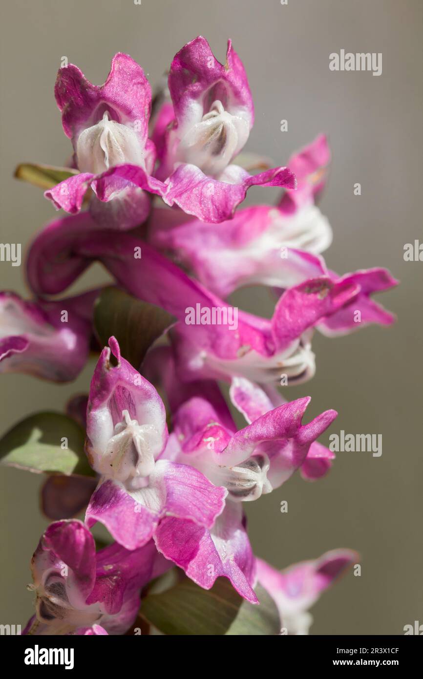 Vertical shot larkspur flowers hi-res stock photography and images - Alamy