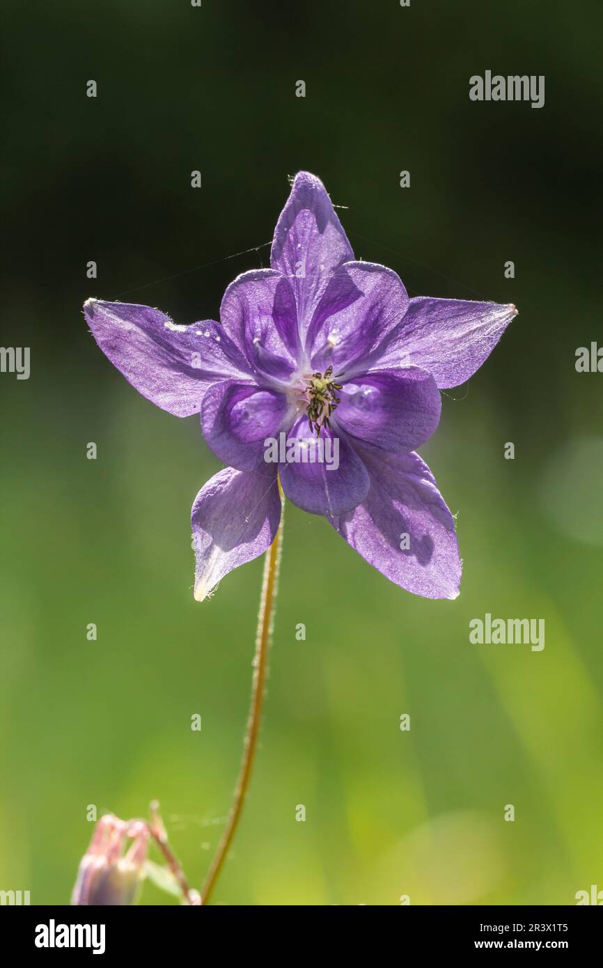 Aquilegia vulgaris, known as European columbine, Common columbine (single flower) Stock Photo