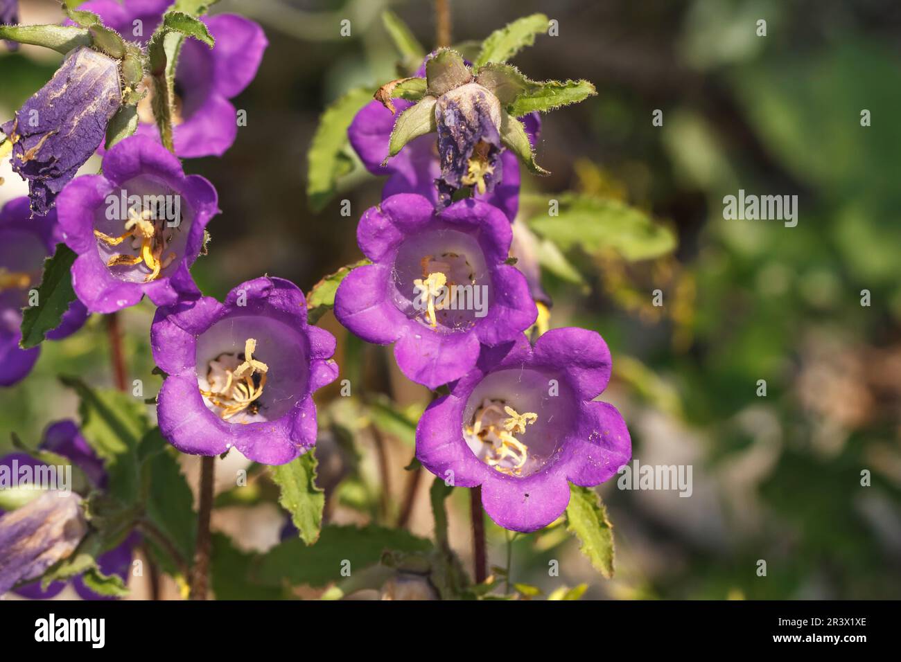 Campanula medium, known as Cup and saucer bellflower, Canterbury