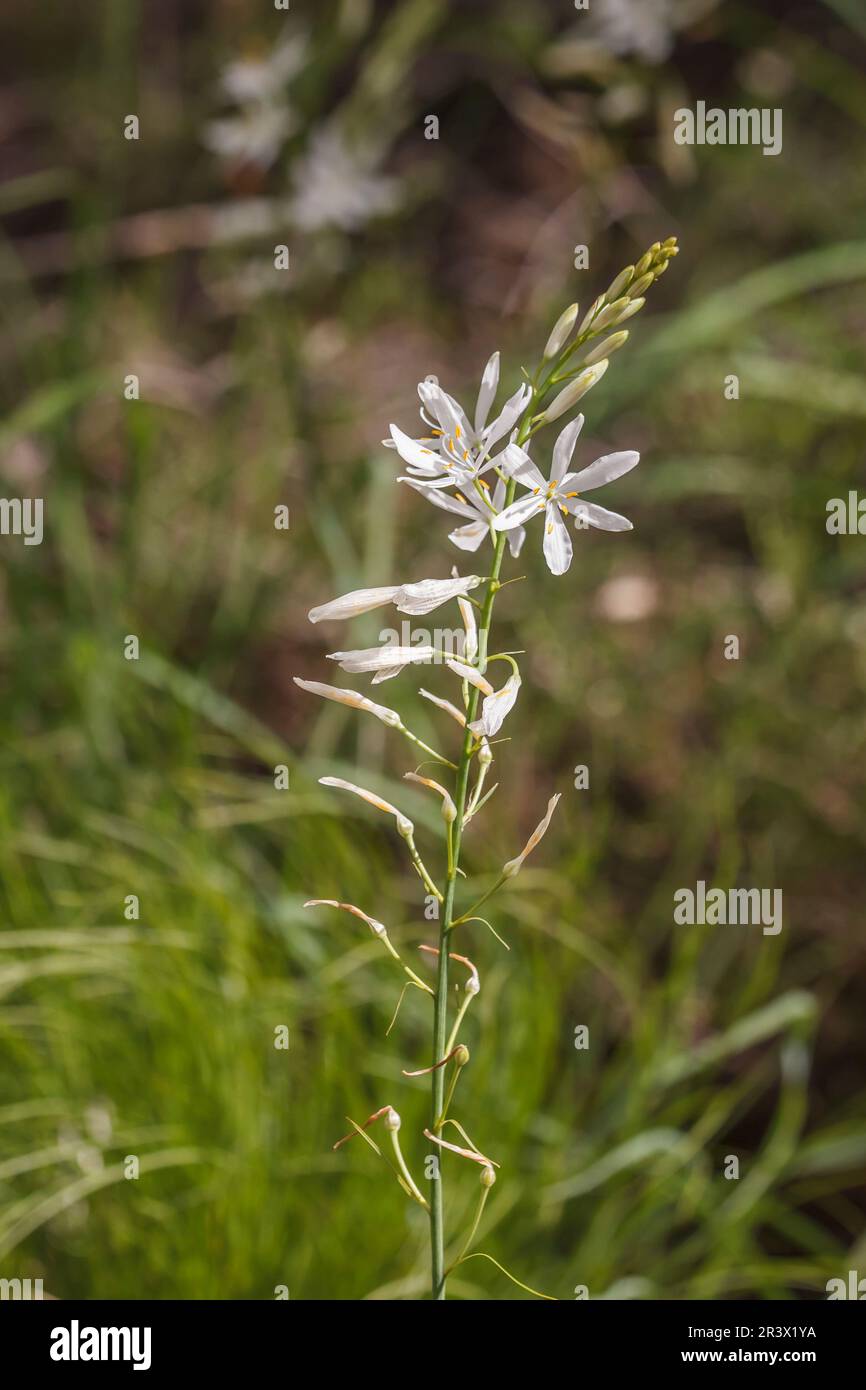 Anthericum liliago, commonly known as the St. Bernard's llily, St. Bernards lily Stock Photo