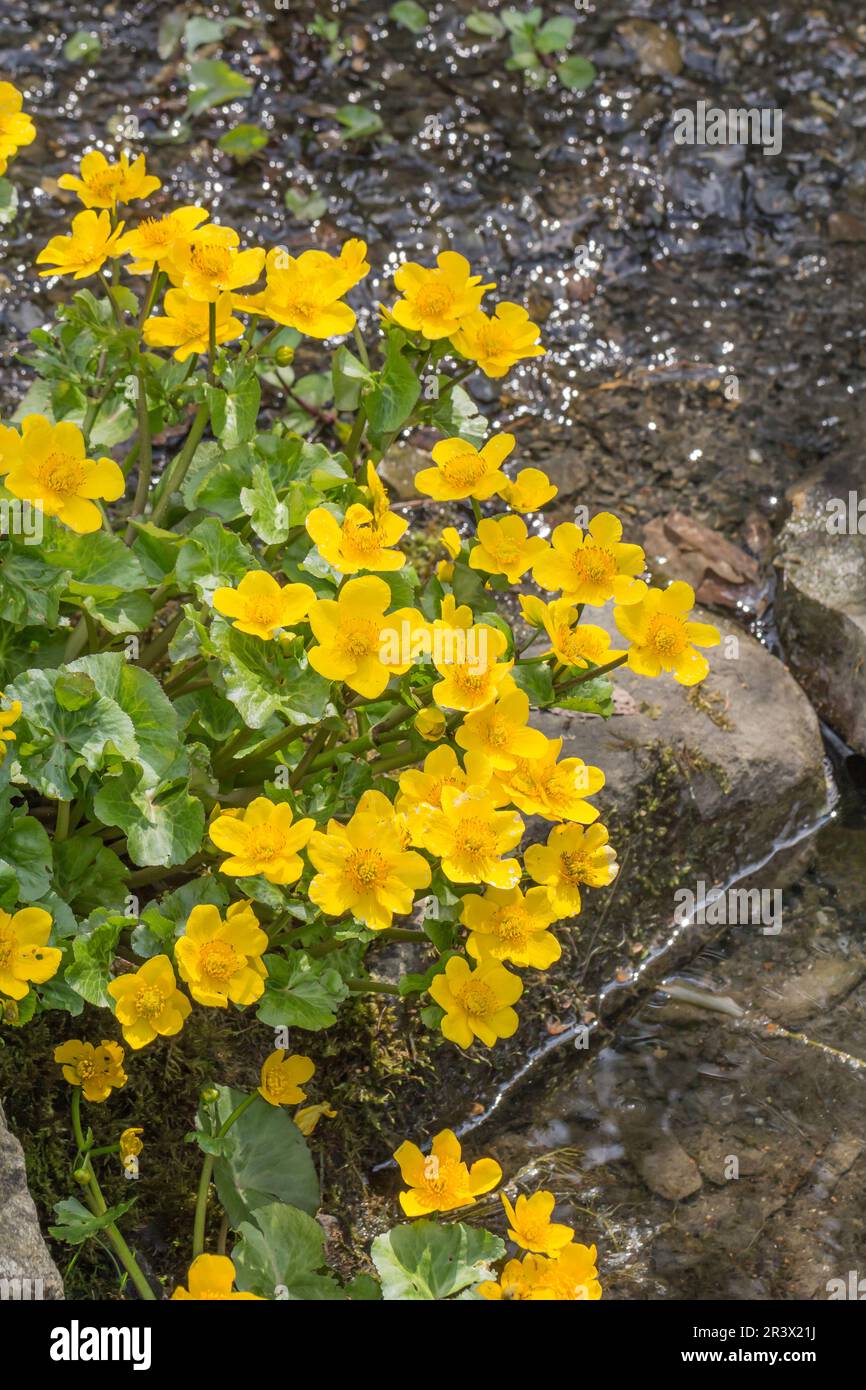 Caltha palustris, Sumpfdotterblume, SumpfDotterblume, Butterblume