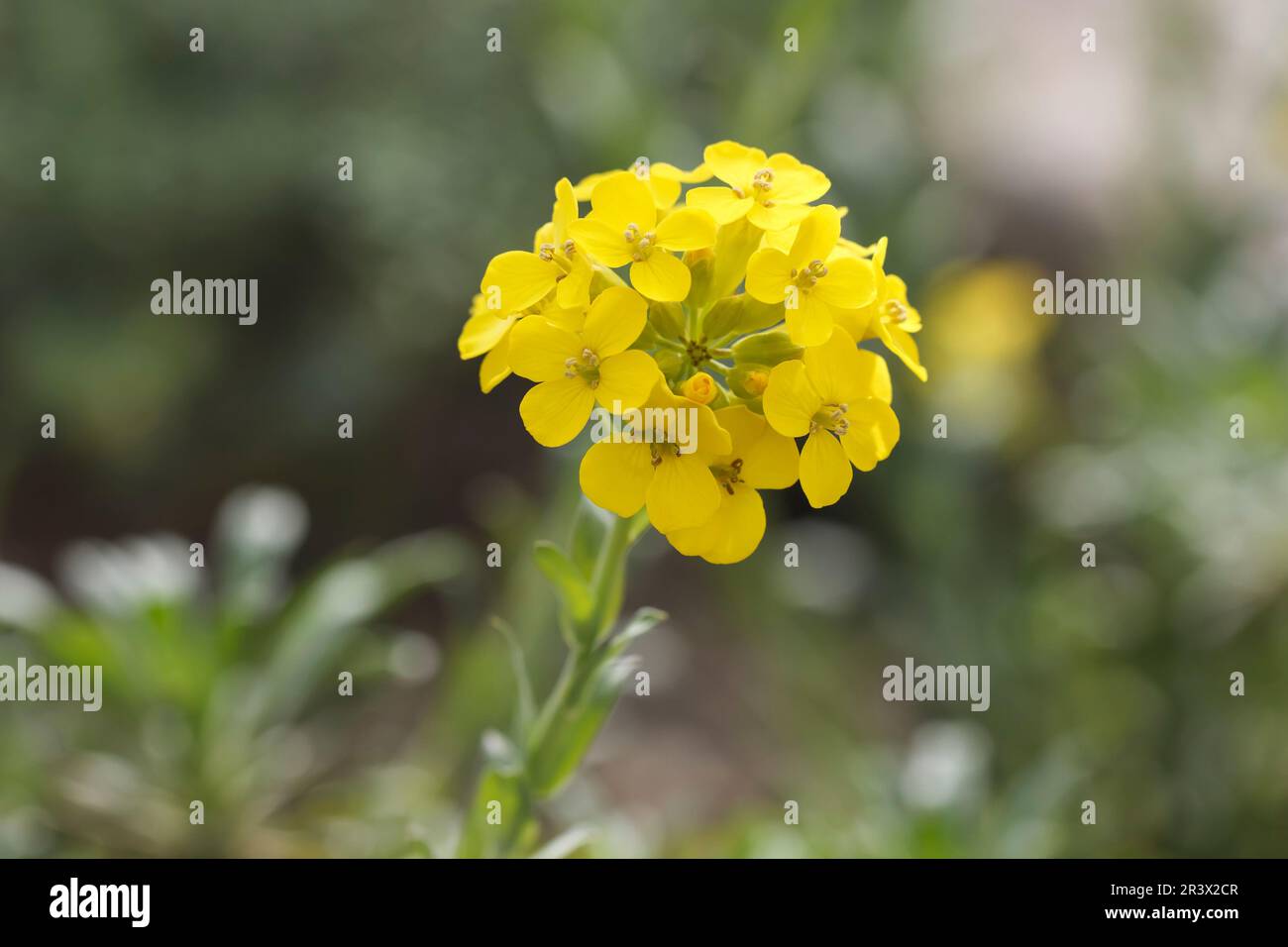 Alyssoides utriculata, Tinkerbells, common know as the Greek Bladderpod Stock Photo