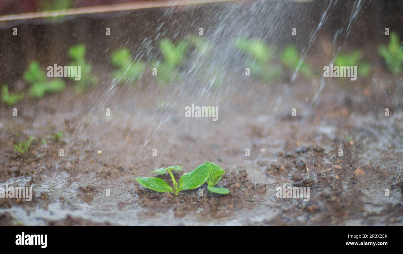 Watering vegetable plants on a plantation in the summer heat. Drops of