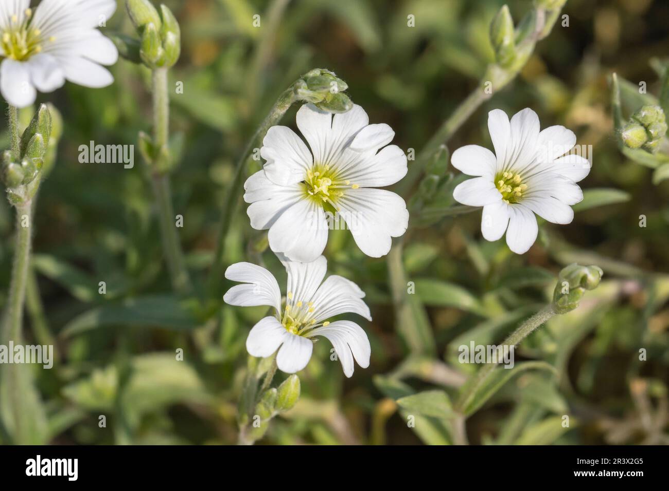 Cerastium arvense, ssp. arvense, known as Field chickweed, Field mouse-ear Stock Photo