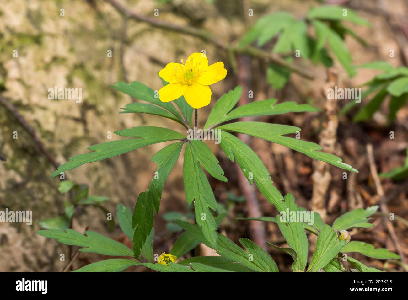 Anemone ranunculoides, known as Yellow anemone, Yellow woodland anemone ...