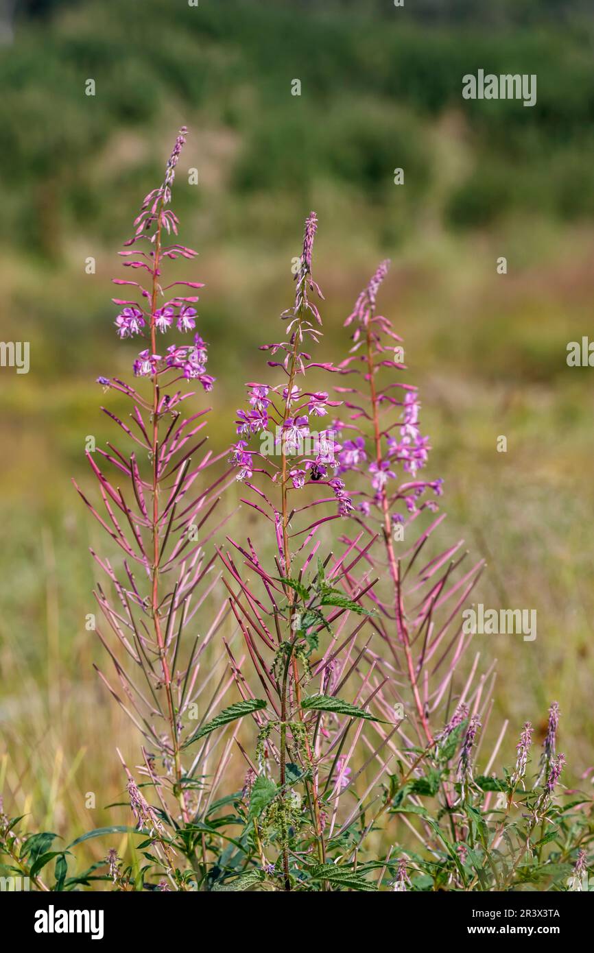 Epilobium angustifolium, known as Fireweed, Willow herb, Rosebay Willowherb, Blooming sally Stock Photo