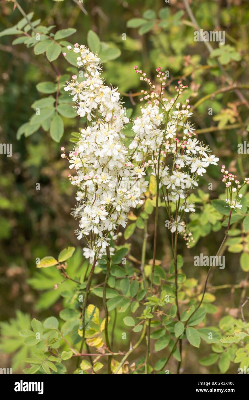 Filipendula vulgaris, known as Dropwort, Fern-leaf dropwort in spring Stock Photo