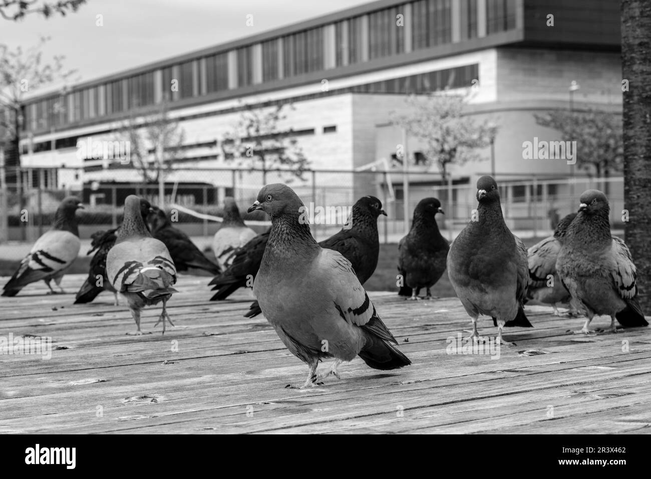 Sandnes, Norway, May 18 2023, Group Or Flock Of Wild Pigeons On The Boardwalk in Sandnes Harbour With No People Stock Photo