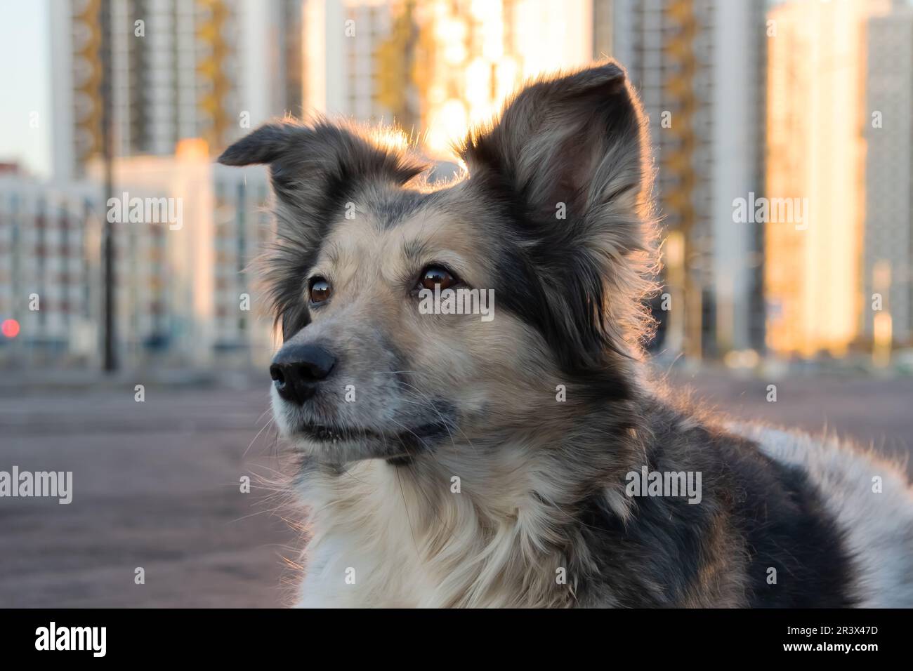 Fluffy dog sitting against the backdrop of modern tall buildings Stock Photo