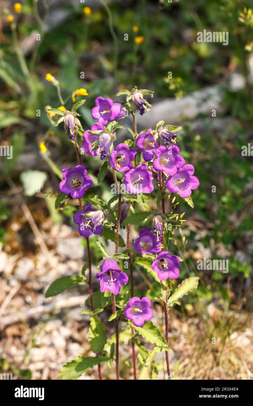 Campanula medium, known as Cup and saucer bellflower, Canterbury