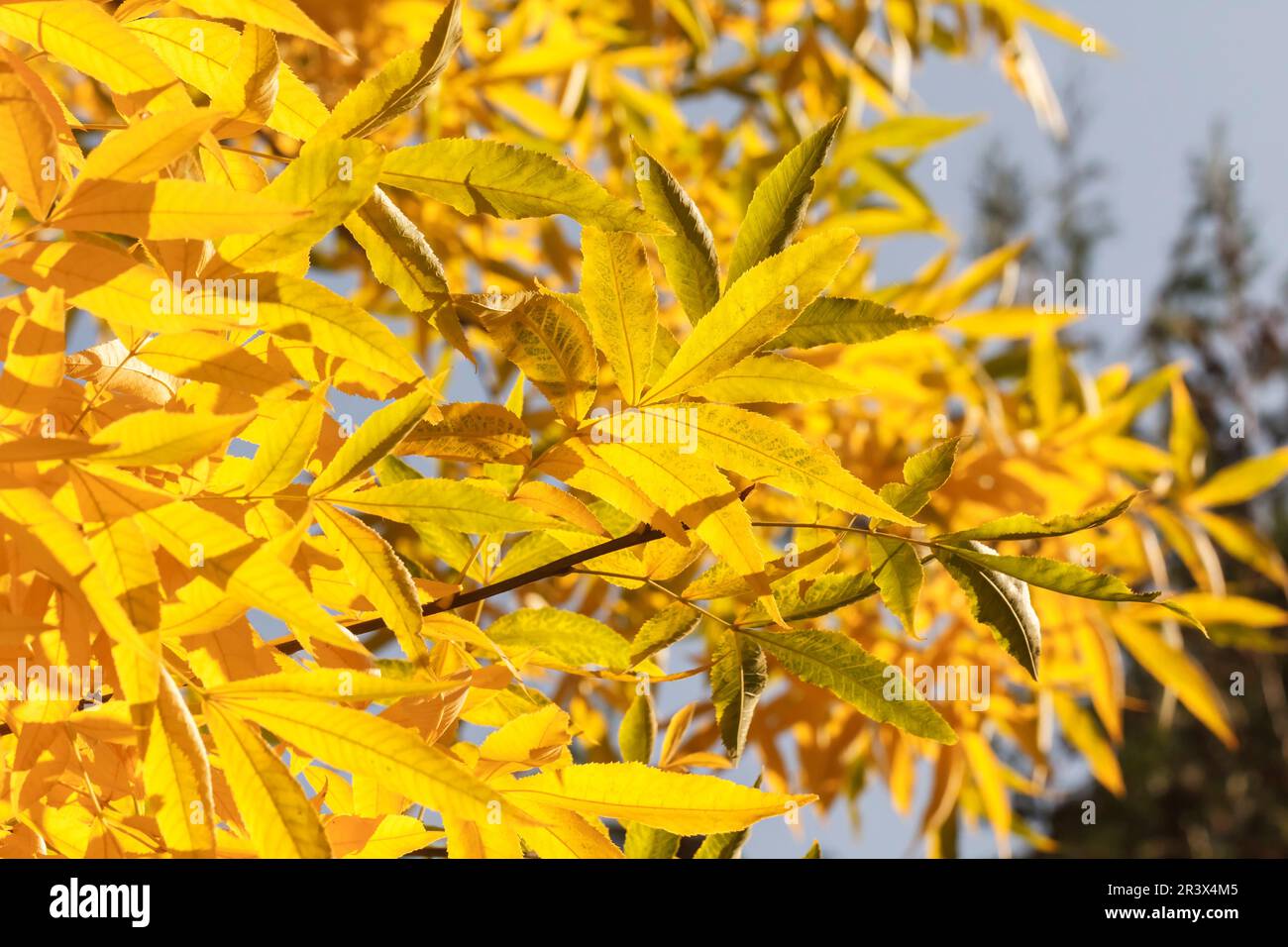 Carya cordiformis, Bitternuss Carya cordiformis, Bitternut hickory