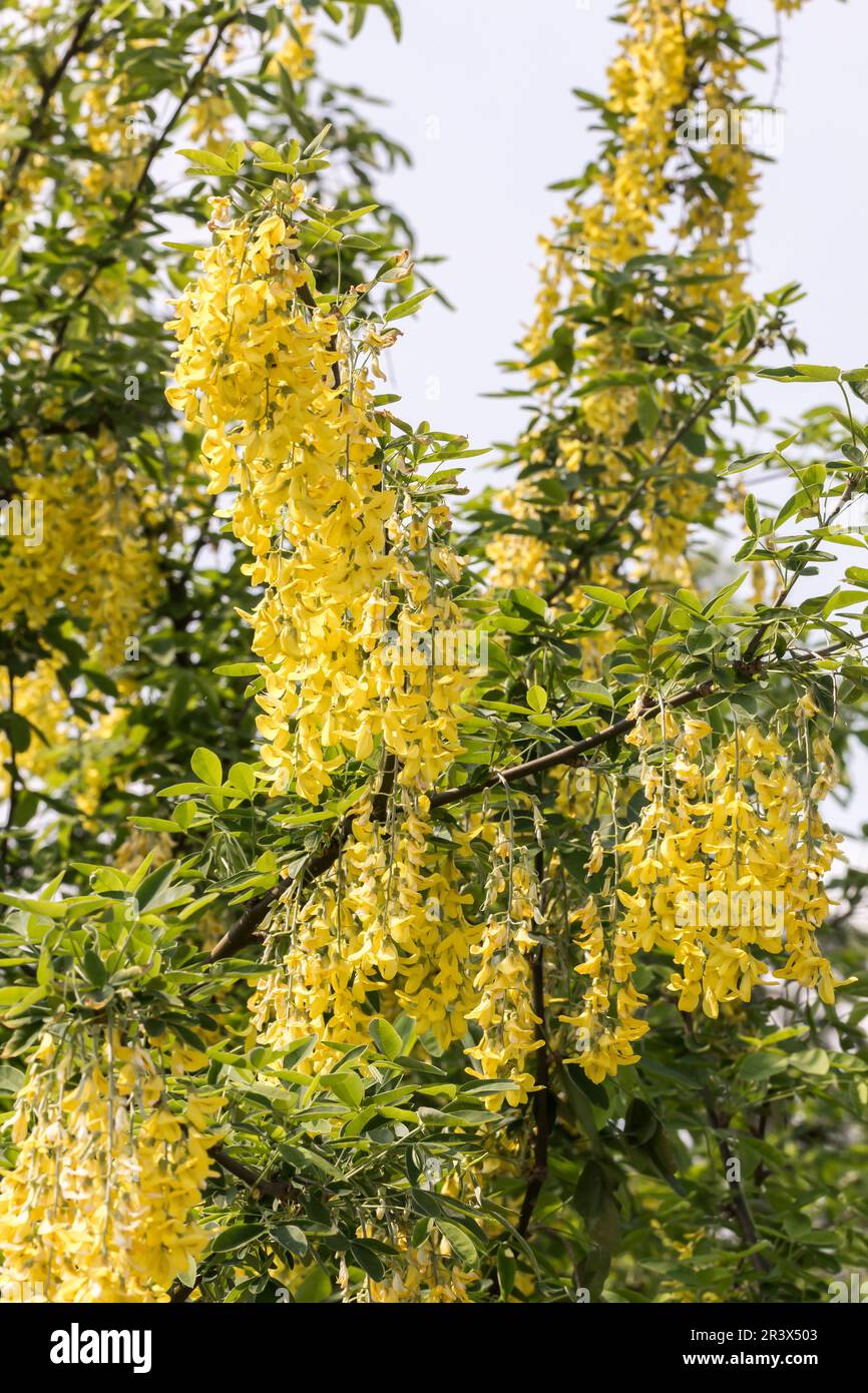 Laburnum alpinum, known as the Alpine laburnum, Scottish laburnum Stock ...