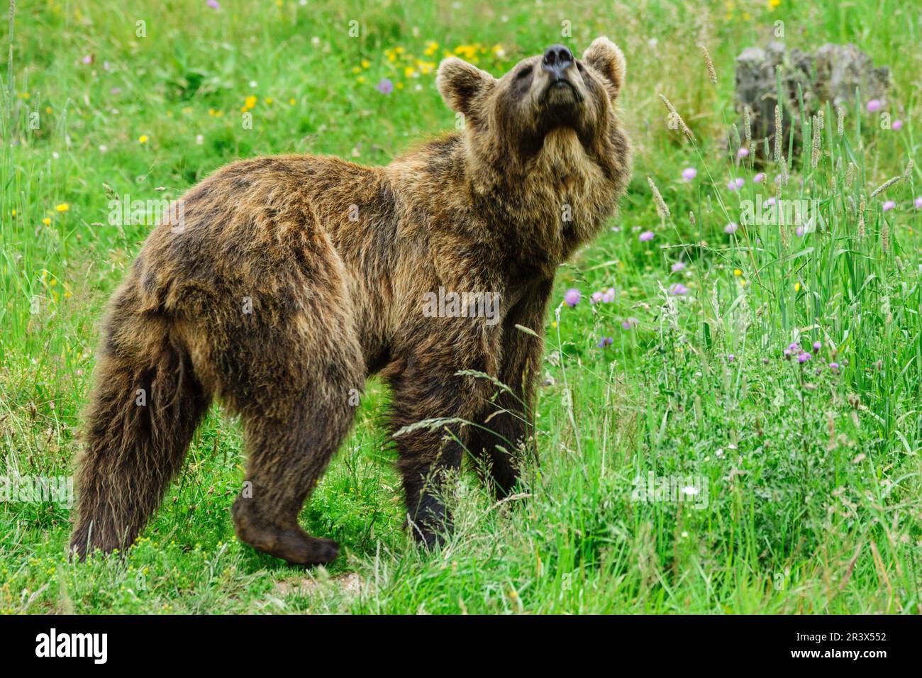 oso pardo europeo (Ursus arctos arctos), Les Angles, pirineos catalanes, comarca de Capcir, Francia. Stock Photo