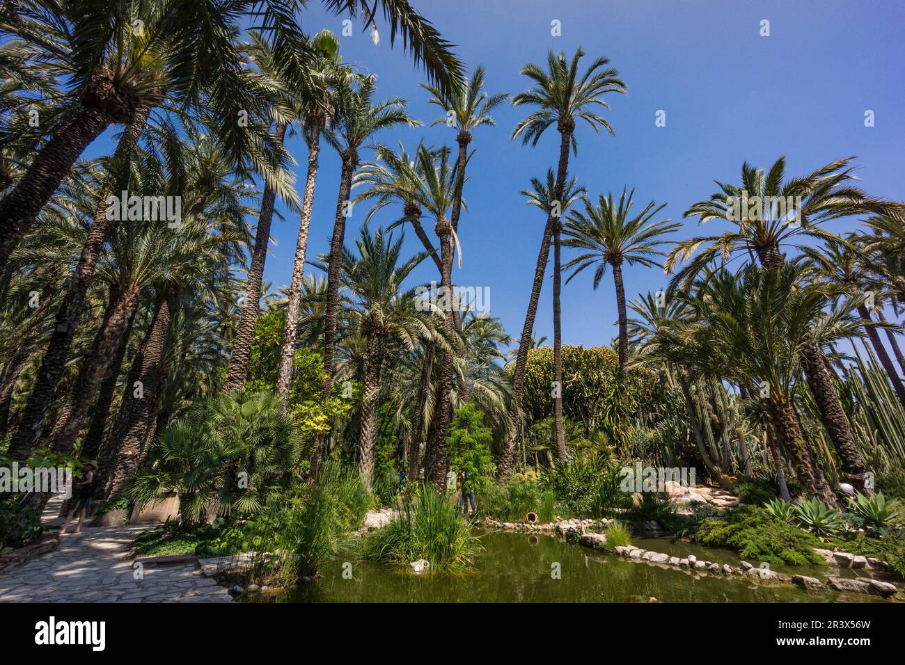 Hort del Cura, - jardin del Cura- ,Palmeral de Elche, Patrimonio de la Humanidad por la Unesco, comunidad Valenciana, Spain, Europe. Stock Photo