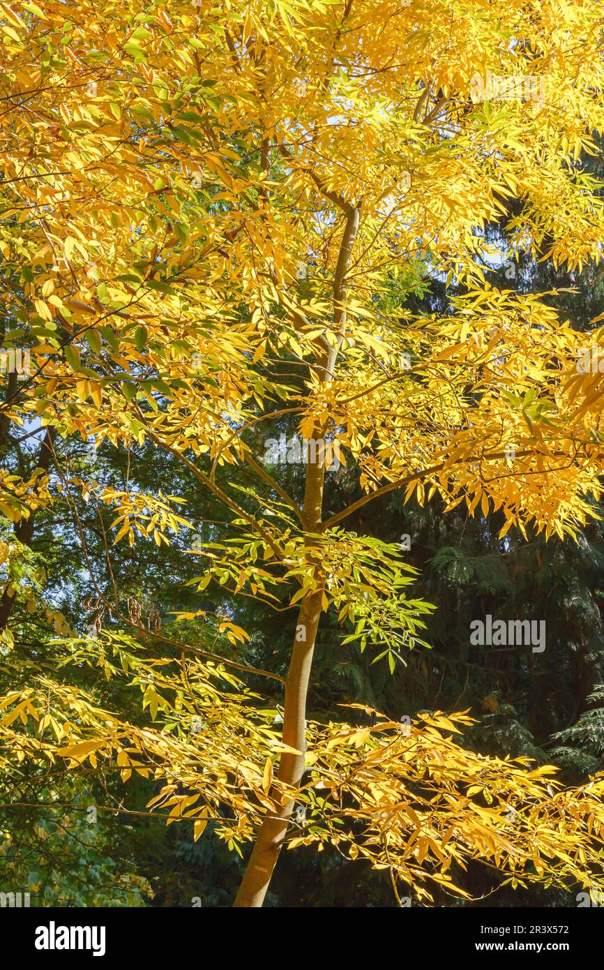 Carya cordiformis, known as Bitternut hickory and Swamp hickory in