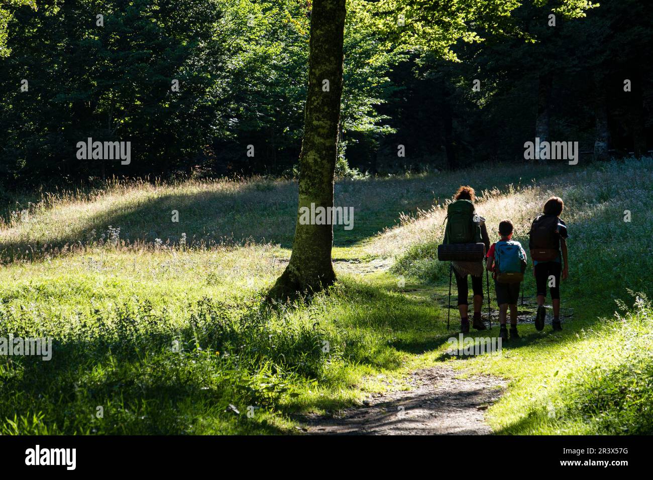 niños cruzando el bosque de Linza, ruta de las Golondrinas, barranco de Petrechema, pirineos occidentales, , Huesca, Aragón, Spain, Europe. Stock Photo