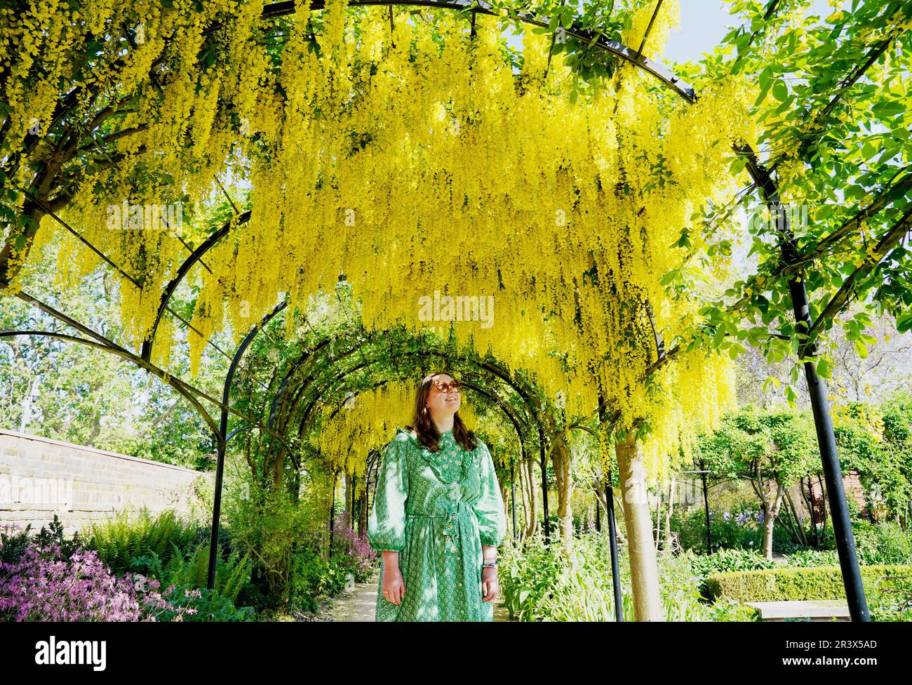 A visitor walks underneath an arch of blossoming Laburnum, sometimes called golden chain or golden rain, behind Kew Palace, in Kew Gardens, London. Picture date: Thursday May 25, 2023. Stock Photo