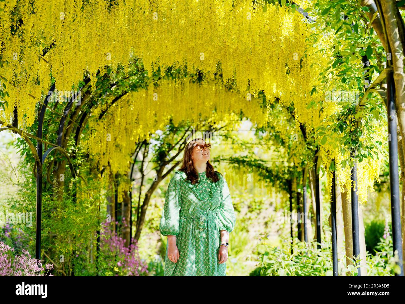 A visitor walks underneath an arch of blossoming Laburnum, sometimes called golden chain or golden rain, behind Kew Palace, in Kew Gardens, London. Picture date: Thursday May 25, 2023. Stock Photo