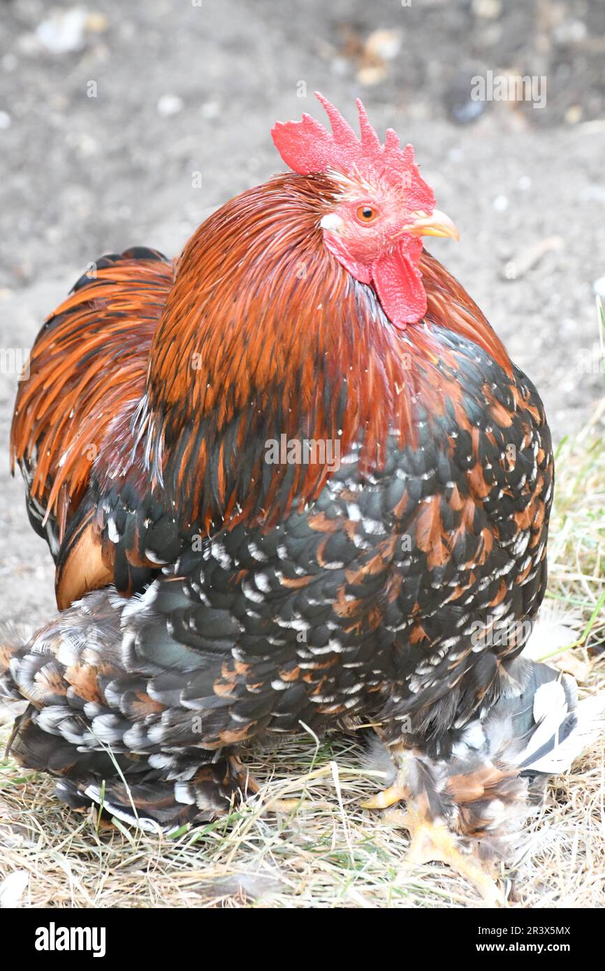 Bantam Pekin Chicken At Baylham House Rare Breeds Farm Suffolk UK Bantam Pekin Chicken At Baylham House Rare Breeds Farm Suffolk UK