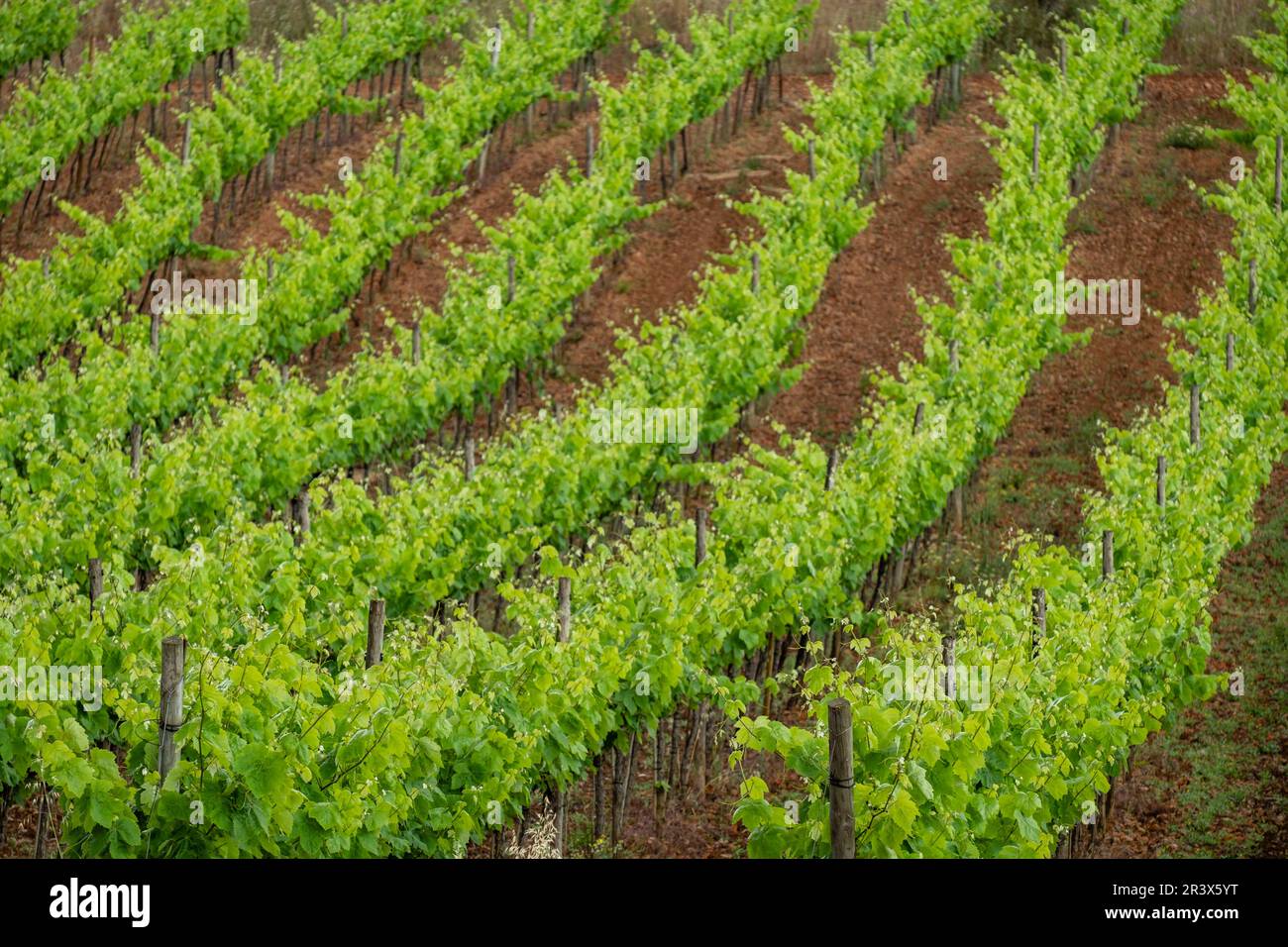 plantacion de viñedos bajo la lluvia,