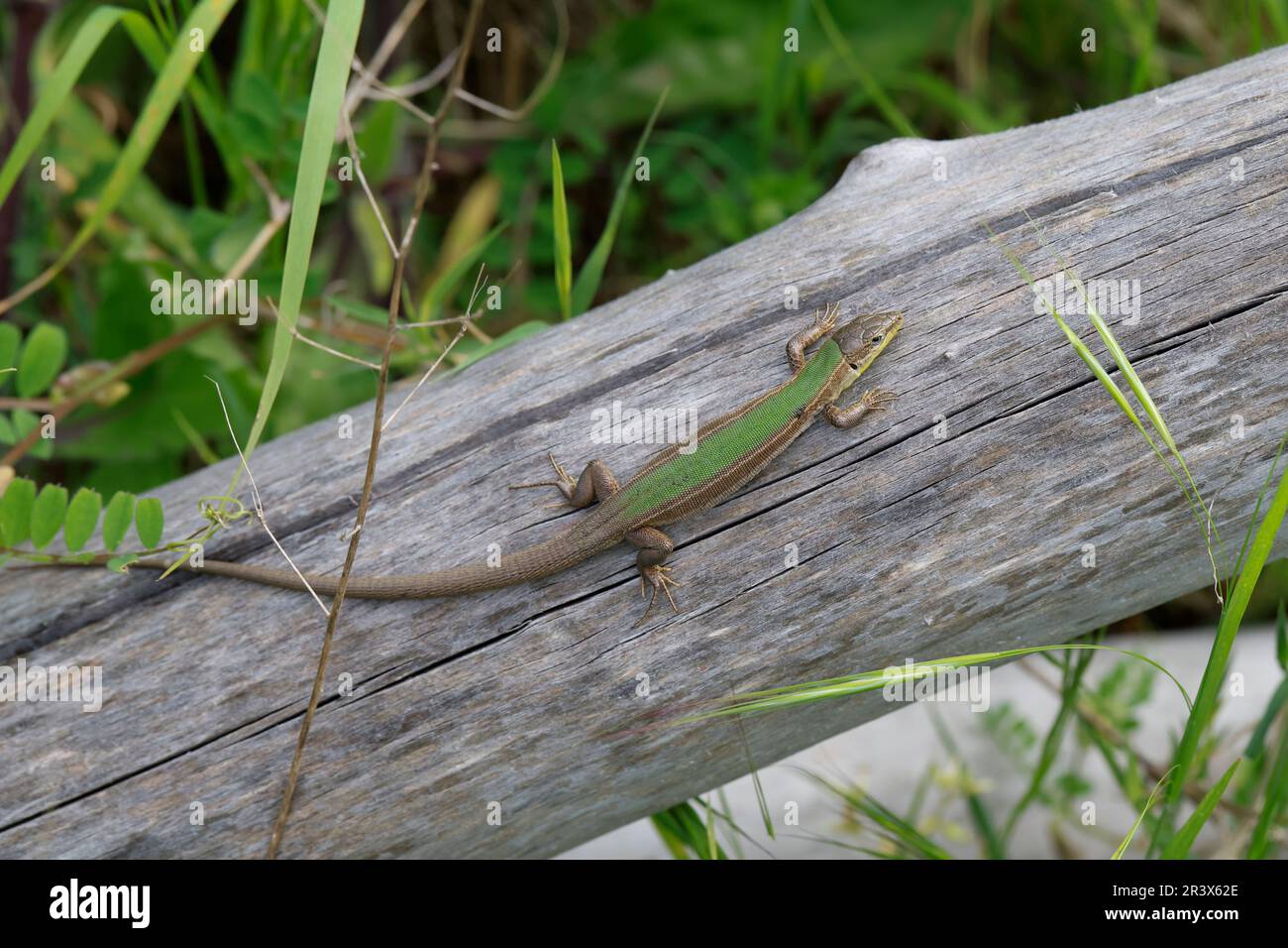 Adriatische Mauereidechse, Karstläufer, Podarcis melisellensis, Lacerta melisellensis, Dalmatian wall lizard Stock Photo