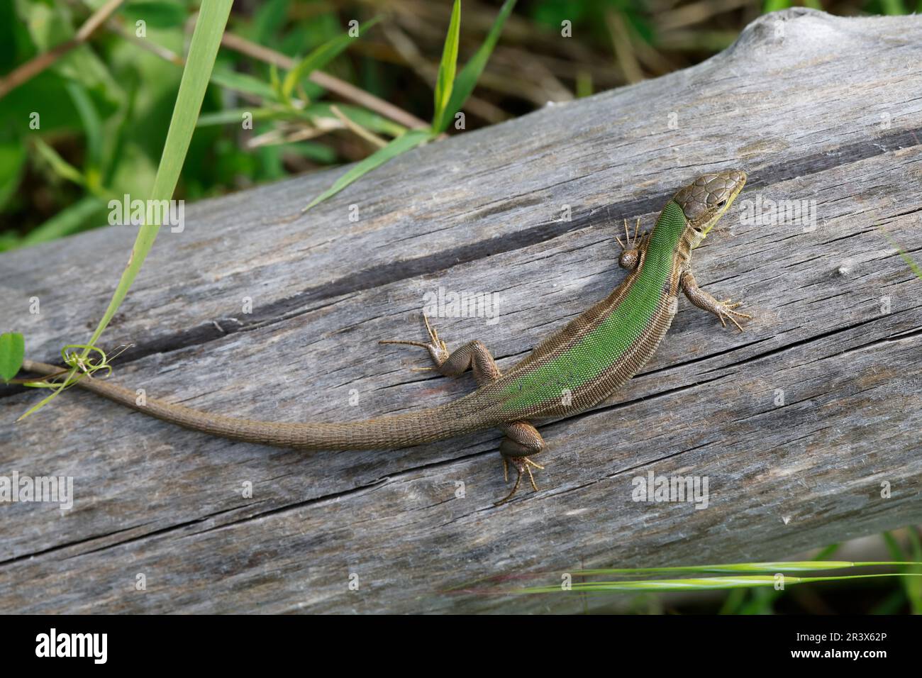 Adriatische Mauereidechse, Karstläufer, Podarcis melisellensis, Lacerta melisellensis, Dalmatian wall lizard Stock Photo