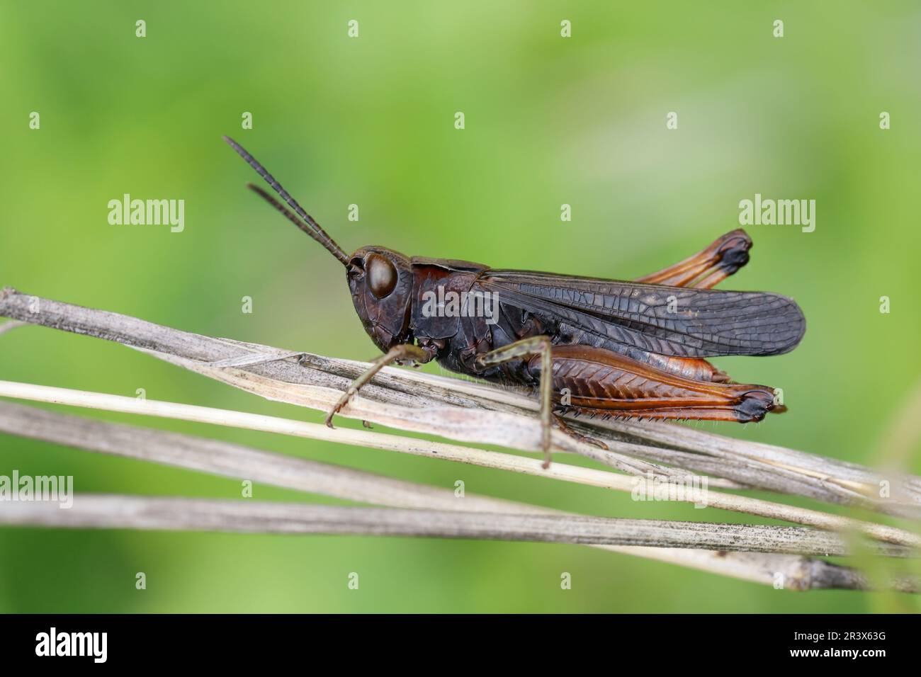 Buntbäuchiger Grashüpfer, Omocestus rufipes, Omocestus ventralis, woodland grasshopper,  le criquet noir ébène Stock Photo
