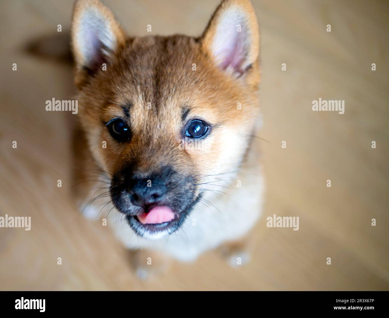 Shiba inu hotsell blue eyes