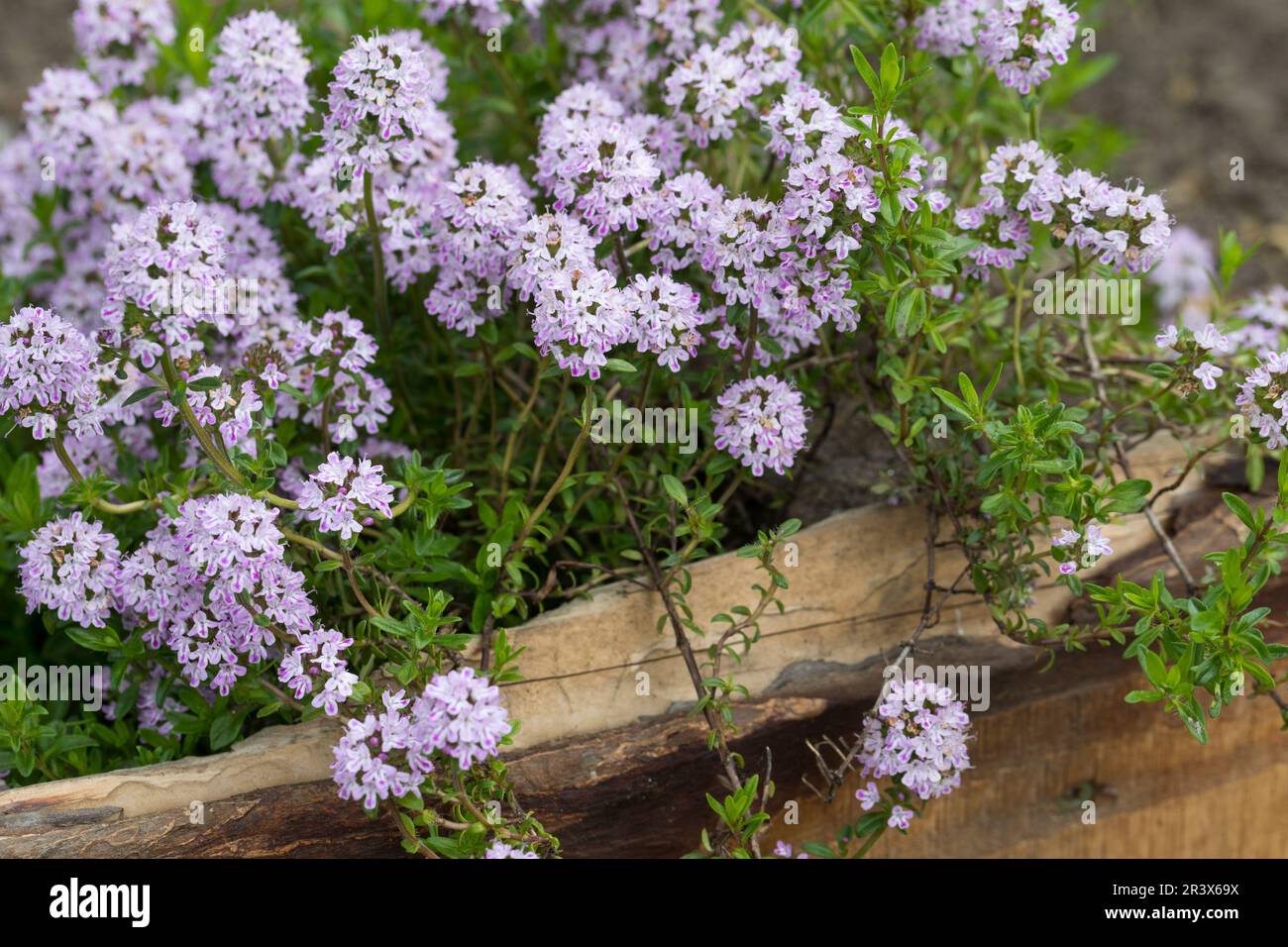 Kaskaden-Thymian, Aromatischer Kaskadenthymian, Langstängeliger Thymian, Thymus longicaulis ssp. odoratus, pine scented thyme Stock Photo