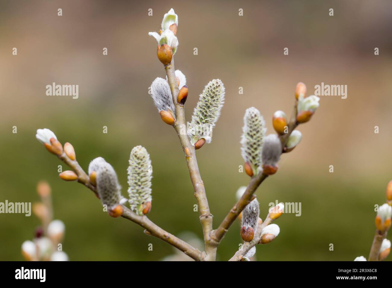 Salix helvetica, Schweizer Weide, Schweizer Kätzchenweide, Schweizerweide, Kätzchen im Frühling - Salix helvetica with catkins, the Swiss willow Stock Photo