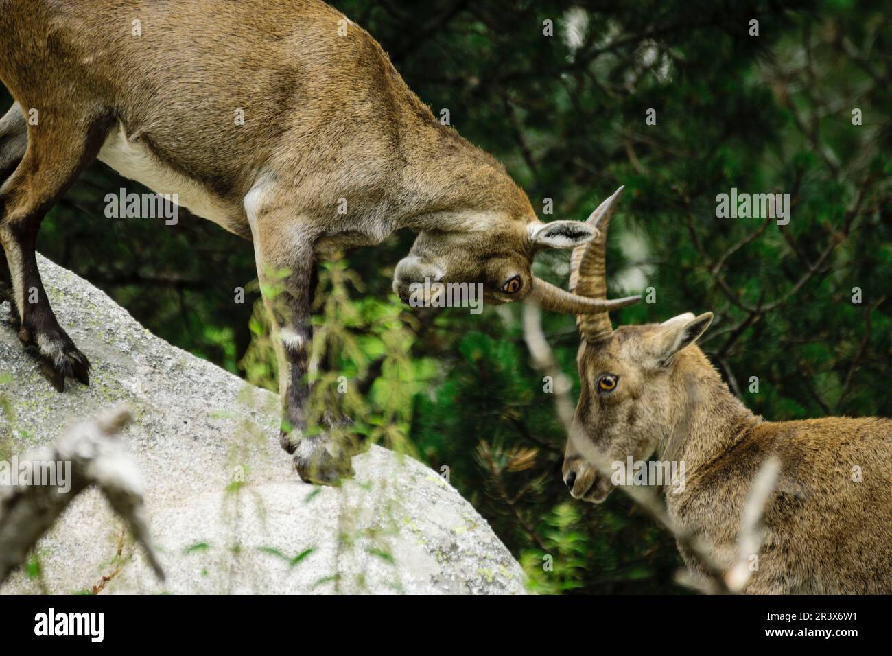 Ibice o cabra salvaje de los Alpes (Capra ibex) , Les Angles, pirineos catalanes, comarca de Capcir, Francia. Stock Photo